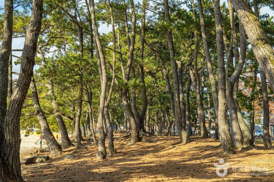 전남 땅끝송호해수욕장 방문 동선을 참고할 수 있는 트립뷰 편집 이미지