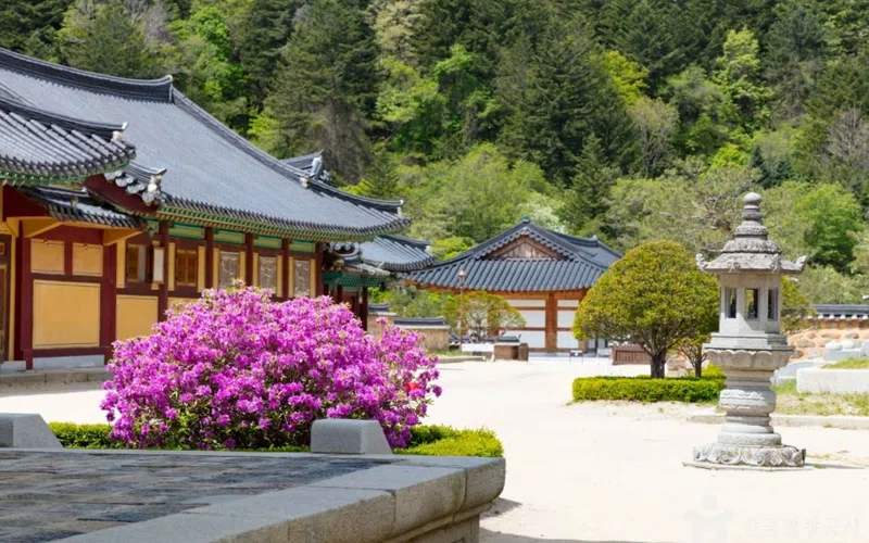 강원 오대산 단풍 명소 방문 동선을 참고할 수 있는 트립뷰 편집 이미지