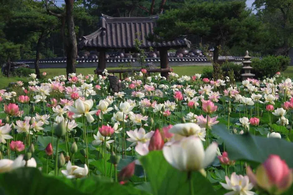 경기 세미원 연꽃문화제 방문 동선을 참고할 수 있는 트립뷰 편집 이미지